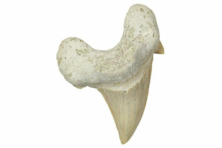 Fossil Shark Tooth (Otodus) - Morocco #353464